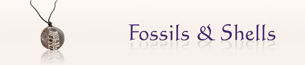 Fossils and Shells